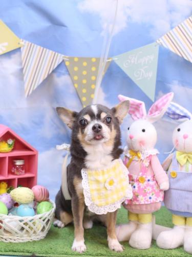 20240323メルくん